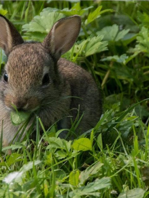 Lapin à la Normande