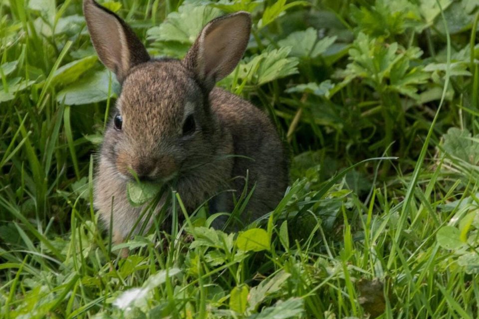 Lapin à la Normande